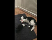 Black white cat laying down catches toy 