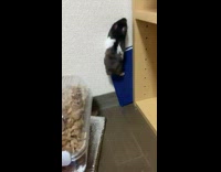 Collab AnimalIG - Pet hamster climbs on the notebook to reach the cabinet while owner helps