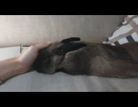 Lady pets bunny laying down on stomach 