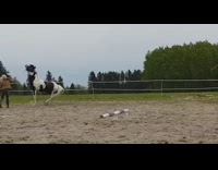 Black white horse pushes brown jacket girl 