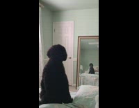 Black poodle dog barks at mirror reflection 