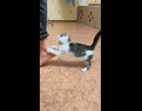 Cat trying to bite ankles