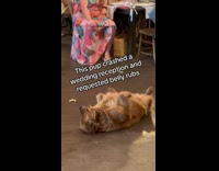 Dog laying in middle wedding reception 