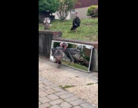 Collab WINY - Turkey see own reflection pecks glass mirror