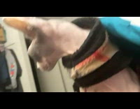 Naked cat with hanging boobs girl laughs at it 