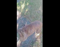 Girl show dog do tricks give treat