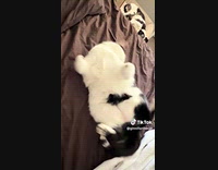 Cat lays back on sheet wiggles left and right
