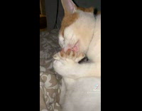 Collab BitchMP - Cat grooming its paw