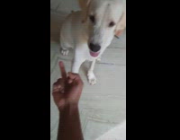 Collab ZarSubmissions - guy flips off white dog paw on hand