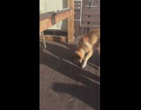 Brown Dog Plays With Hockey Puck on Wooden Deck