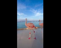 Cautious Flamingoes on Beach Walks on Beach