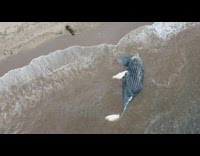 Drone flies over dead whale by beach shore 
