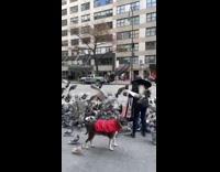 Woman with dog feeding pigeon on sidewalk