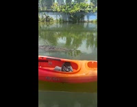 Woman cries seeing massive crocodile swimming nearby