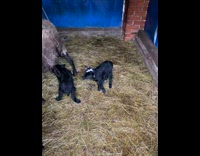 Young black white lamb jump on hay