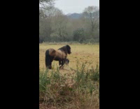 Wild deer and a pony besides each other on the field