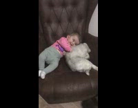 Baby girl pets grey cat on couch 