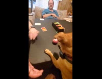 Familys game night with dog playing with squeaky toy