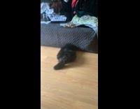 Black cat play with hair tie on floor