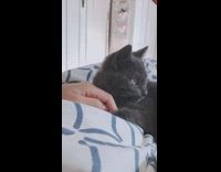 Grey cat bites hand white blue blanket 