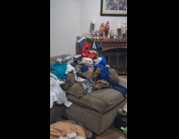 Dog loves to jump in fresh laundry