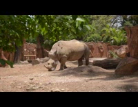 Rhinoceros walking around outside on dirt 