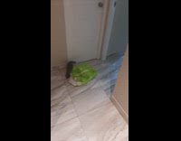 Grey kitten plays with green paper bag 
