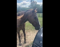 Horse cooling itself in front of fan