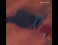 raccoon getting swinged around with toy 