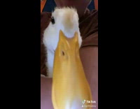 Red shirt guy holds white duck yo 