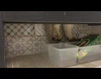 Cat steps on storage container boost drawer 