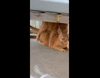 Cat standing atop another cat on porch outside