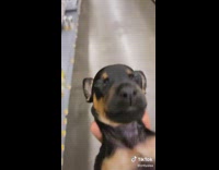 Collab BitchIG2 - Black and brown puppy dog carried sleeping