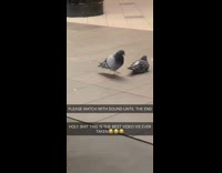 Two pigeons on sidewalk mating 