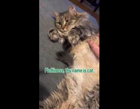 Collab PLC - Hooman gives fluffy cat belly rubs 