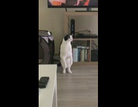 Black white cat stands hind legs stares 