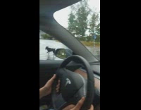 Wild Dog chases the car driven by the filmer