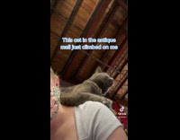 Collab BitchMP - Grey cat laying on girls back while she laughs