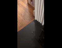 Collab Clips MPUGC - Woman pulls out climbing cat from fireplace