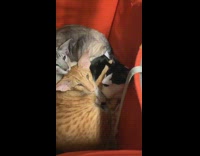 Three cats in grey hamper triangle ears