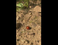 3 lady bugs walk in a row holding onto each other 