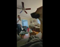 Dog ignores man asking about cuddling flip flop