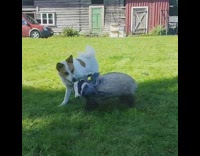 Dog and grey badger play together outside 