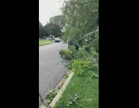 Large tree blocks sidewalk blue SUV car 