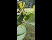 Rhododendron leaf grow through hole another leaf