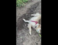 Dog pink vest leash roll dirt road