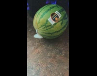 Collab Clips mpugc - White liquid foam out of watermelon