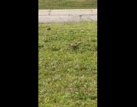 Bird stretches wings and pecks on grass