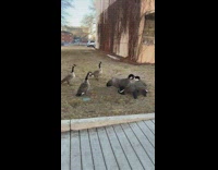 Two geese fight while others watch them
