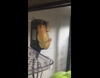 Yellow frog jumps on class cage 